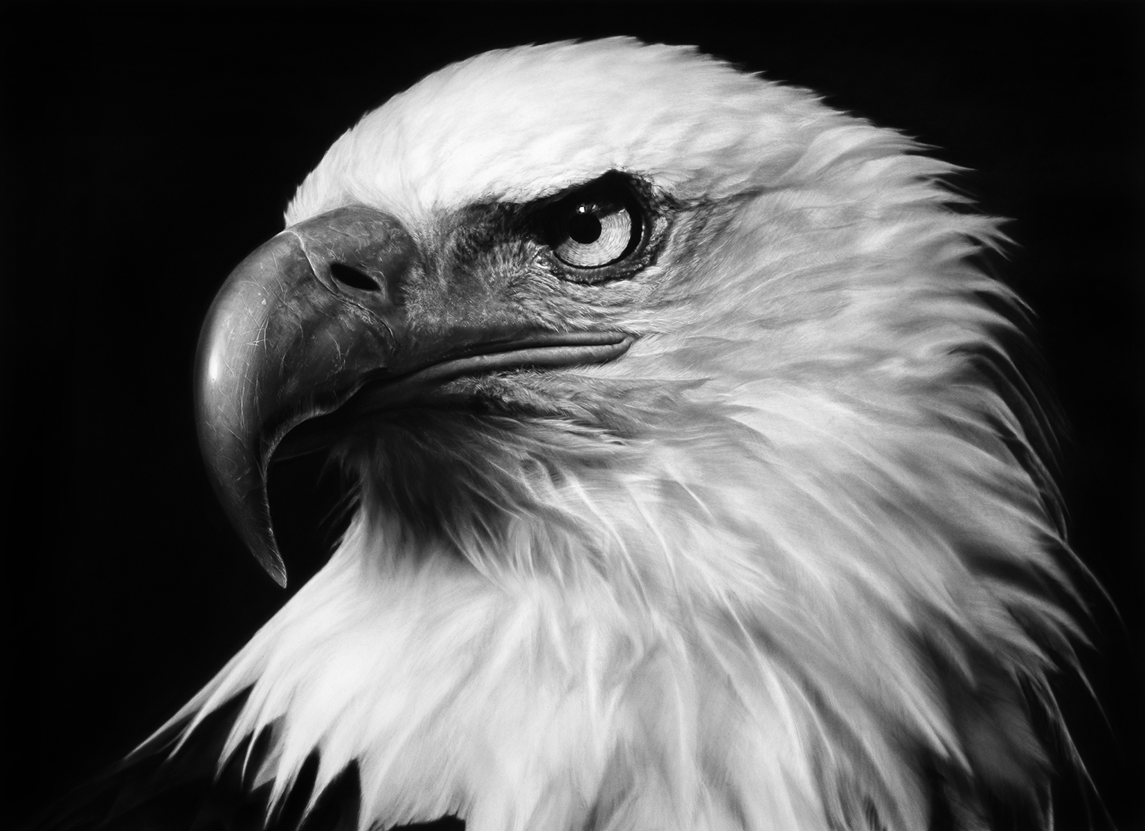 2024 Robert Longo
